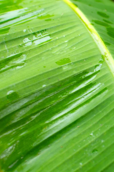 Grote Groene Bananenbladeren Tuin — Stockfoto