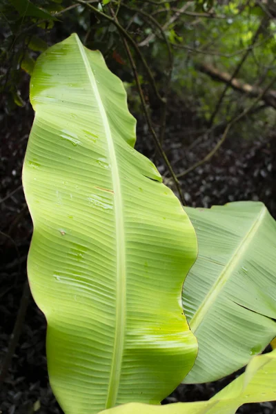 Large Green Banana Leaves Garden — Stock Photo, Image