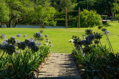 Nil 'li Lily ya da Mavi Agapanthus çiçekli sahnesi, Amaryllidaceae familyasından, Amaryllidaceae familyasından bir alt familya olan Agapanthoideae cinsidir...