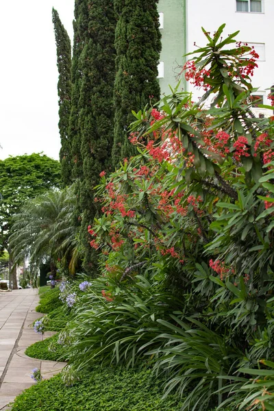 Mooie Groene Struik Met Rode Bloemen Straat Novo Hamburgo Brazilië — Stockfoto