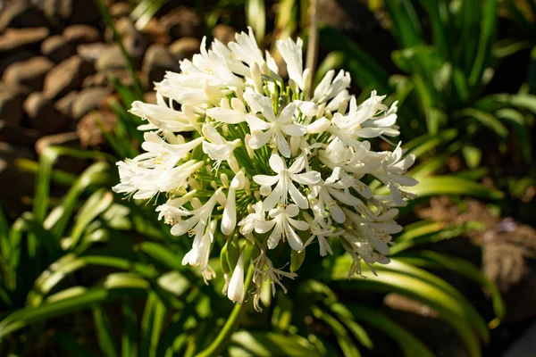 Flower Scene Lily Nile Blue Agapanthus Only Genus Subfamily Agapanthoideae — Stockfoto