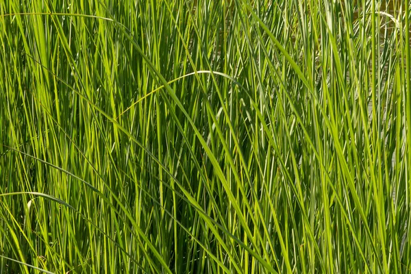 Grönt Gräs Närbild Solnedgången Ljus Bakgrundsgräs — Stockfoto