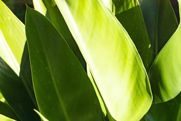 Groene Grote Bladeren Het Zonlicht Brazilië — Stockfoto