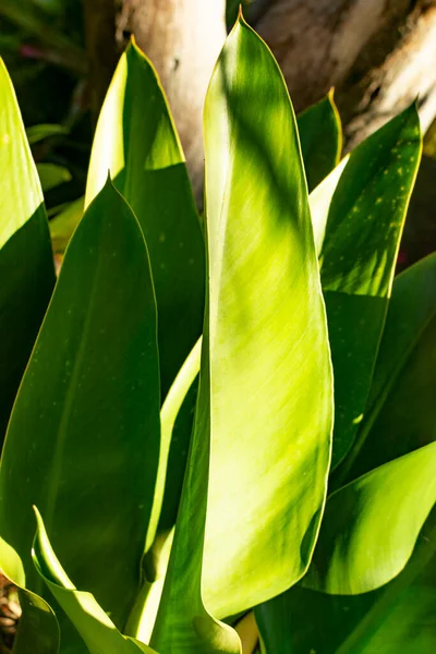 Groene Grote Bladeren Het Zonlicht Brazilië — Stockfoto