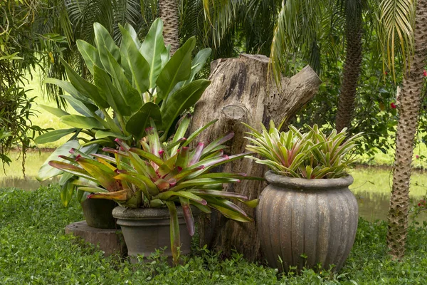 ブラジルの農場に鉢植え グランデ — ストック写真