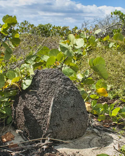ビーチの砂丘にシロアリの塚 — ストック写真