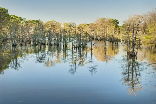 Bald Cypress Reflections in Bayou Stock Photo