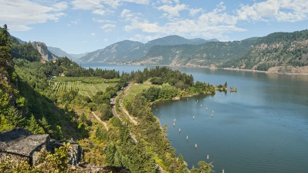 Wijngaard & boomgaarden in Columbia River Gorge — Stockfoto