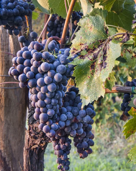 Czerwone wino z winogron na winorośli na winorośli z ranną rosą — Zdjęcie stockowe