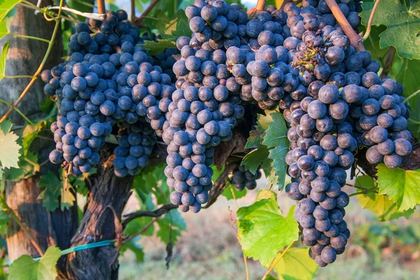 Cachos de uvas de vinho vermelhas em cipós em Itália Fotos De Bancos De Imagens