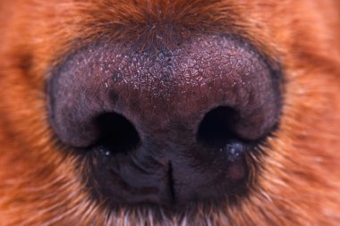 köpek burun