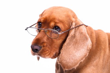 İngiliz cocker spaniel köpek ve gözlük