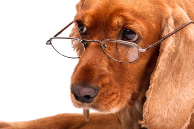 İngiliz cocker spaniel köpek ve gözlük