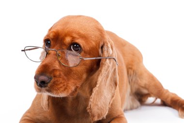 İngiliz cocker spaniel köpek ve gözlük