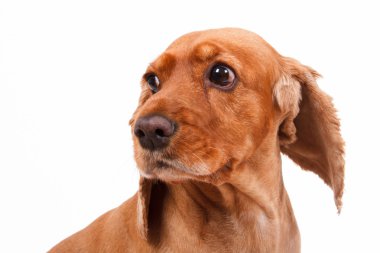 İngiliz cocker spaniel köpek kafası