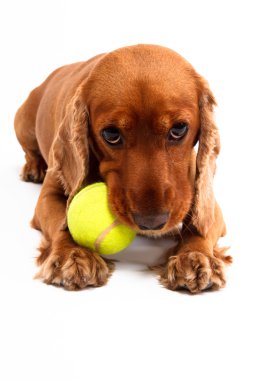 İngiliz cocker spaniel köpek topu ile yalan