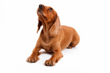 İngiliz cocker spaniel köpek yalan