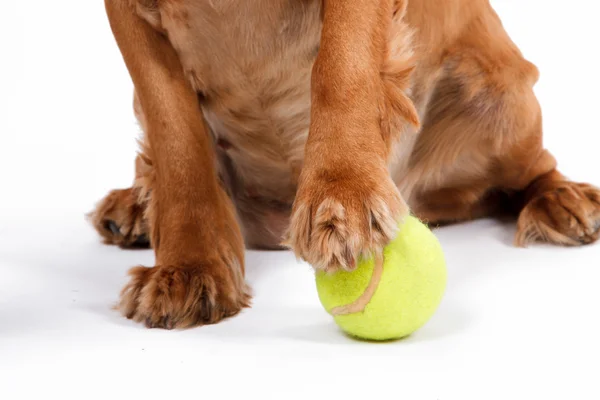 Inglês Cocker Spaniel Dog and Ball — Fotografia de Stock