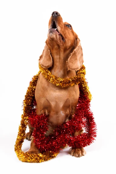 English Cocker Spaniel Dog and Christmas Ornament — Stock Photo, Image