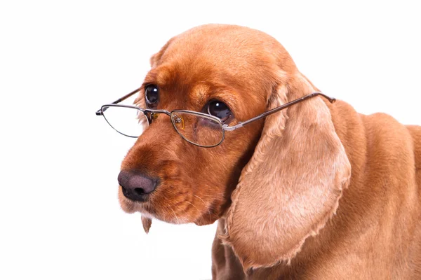 English Cocker Spaniel Dog and Glasses — Stock Photo, Image