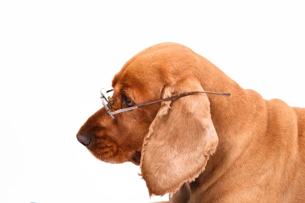 英国のコッカー spaniel 犬とメガネ — ストック写真
