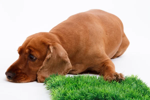 İngiliz cocker spaniel köpek ve çim — Stok fotoğraf