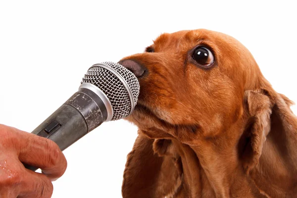 Inglês Cocker Spaniel Dog e Microfone — Fotografia de Stock