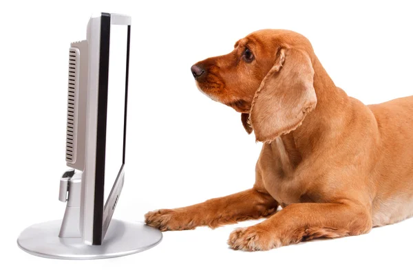 English Cocker Spaniel Dog Looking Blank Screen — Stock Photo, Image