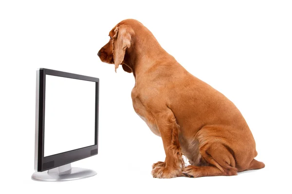 空白の画面を探している英国のコッカー spaniel 犬 — ストック写真