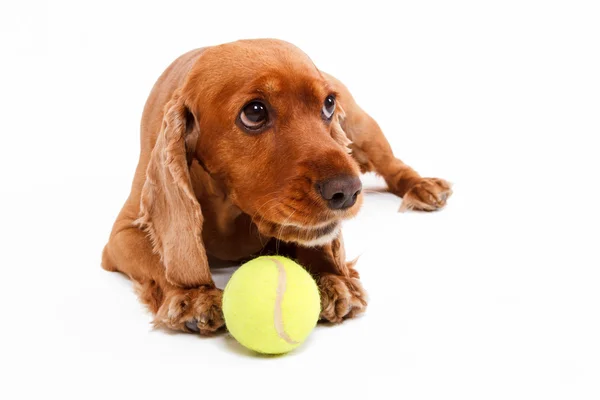 Englischer Cocker Spaniel Hund liegend mit Ball — Stockfoto