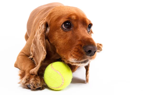 İngiliz cocker spaniel köpek topu ile yalan — Stok fotoğraf
