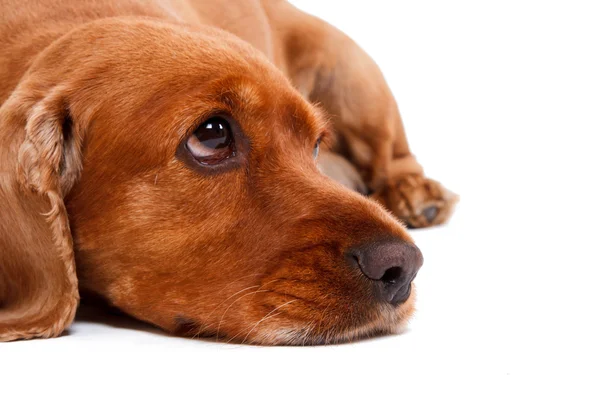 Englischer Cocker Spaniel Hund liegend — Stockfoto