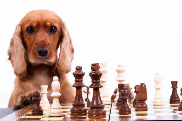 Английский кокер-спаниель, играющий в шахматы — стоковое фото