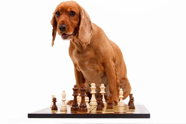 Englischer Cocker Spaniel Hund spielt Schach — Stockfoto