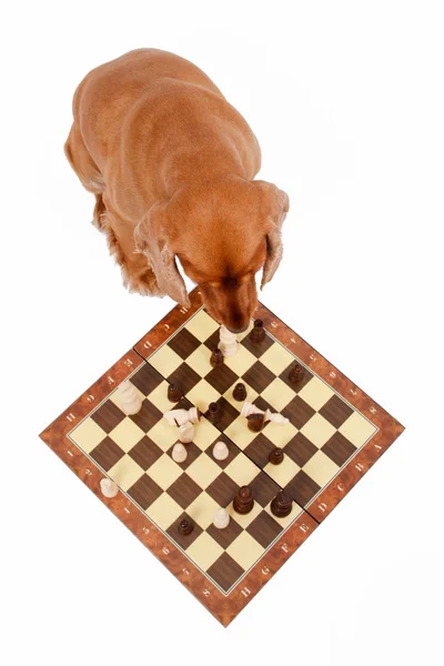 Englischer Cocker Spaniel Hund spielt Schach — Stockfoto
