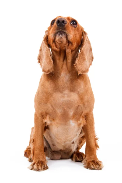 Inglês Cocker Spaniel Dog Sitting — Fotografia de Stock