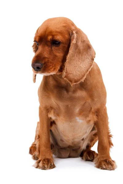 Englischer Cocker Spaniel Hund sitzend — Stockfoto
