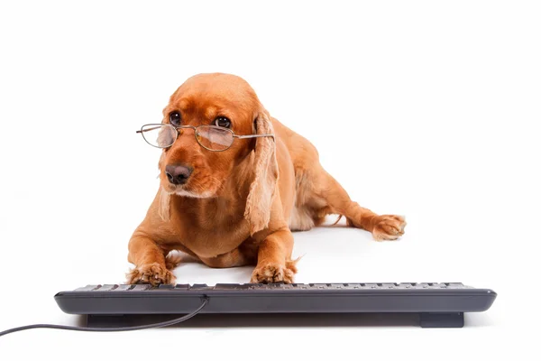English Cocker Spaniel Dog Typing Keyboard — Stock Photo, Image