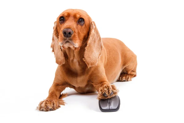 Inglês Cocker Spaniel Dog Usando o mouse de computador — Fotografia de Stock