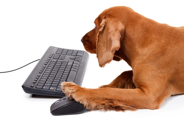 English Cocker Spaniel Dog Using Mouse and Keyboard — Stock Photo, Image