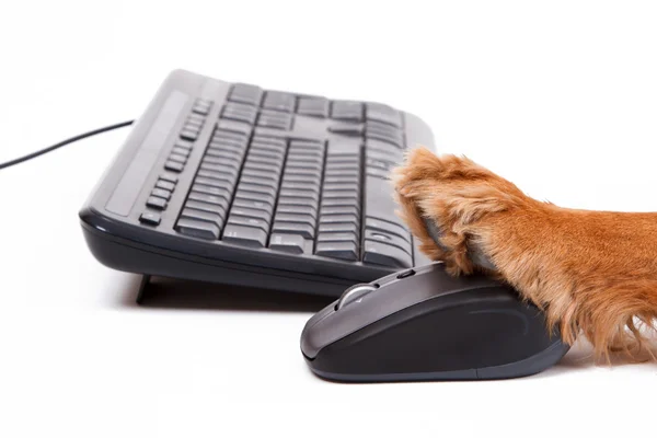 English Cocker Spaniel Dog Using Mouse and Keyboard — Stock Photo, Image