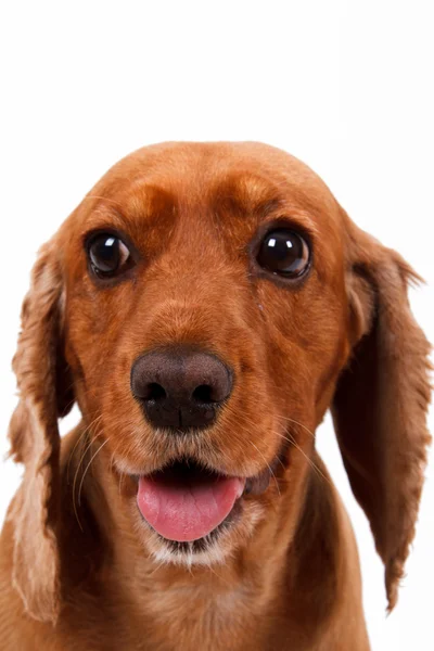 Cocker inglese Spaniel Dog Waiting Command — Foto Stock