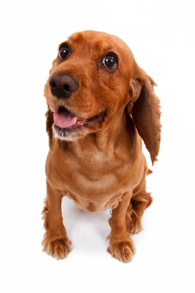 Inglês Cocker Spaniel Dog Waiting Command — Fotografia de Stock