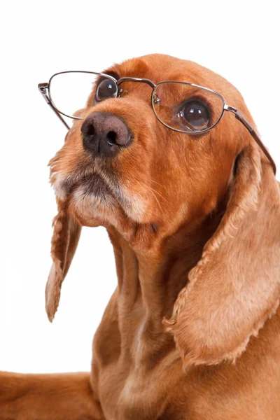 Inglés Cocker Spaniel Dog and Glasses Imágenes de stock libres de derechos