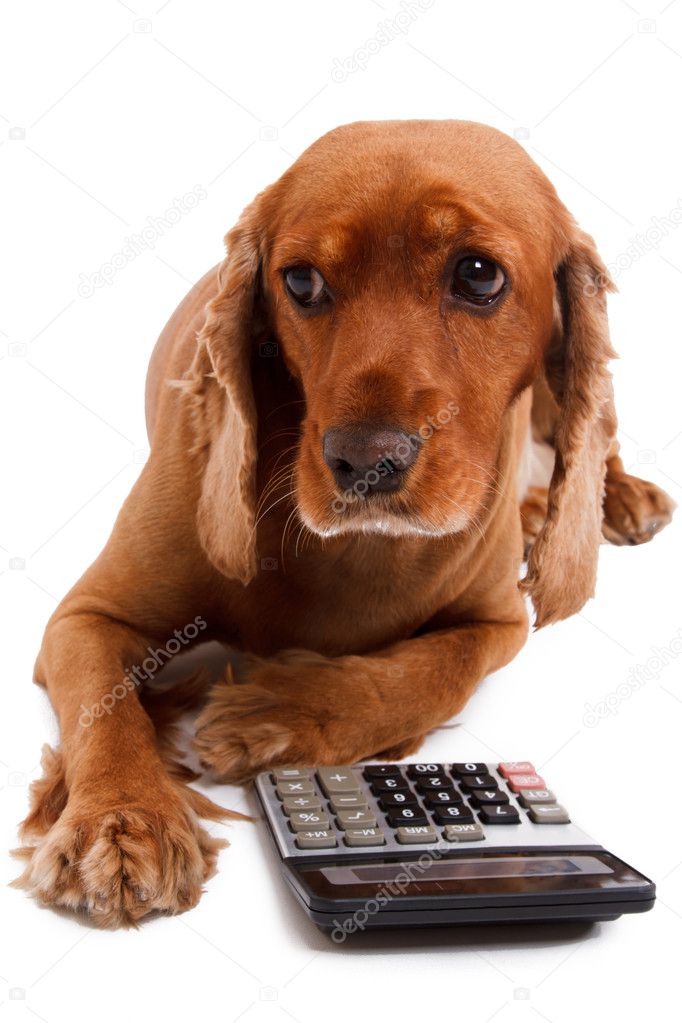 English Cocker Spaniel Dog and Calculator