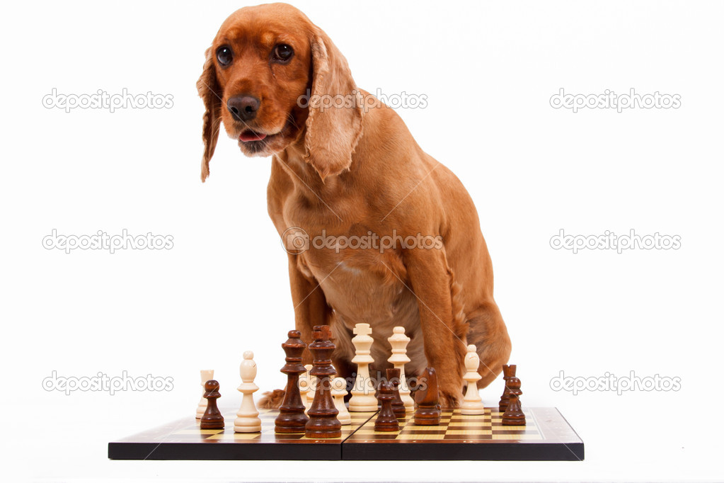 English Cocker Spaniel Dog Playing Chess