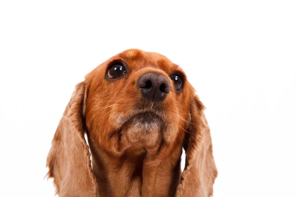 İngiliz cocker spaniel köpek — Stok fotoğraf