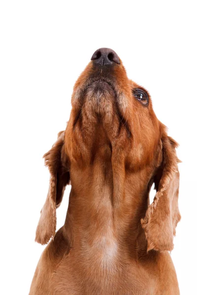 İngiliz cocker spaniel köpek — Stok fotoğraf