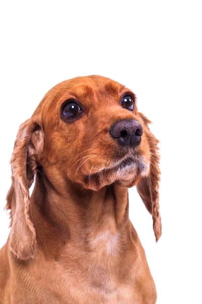 Inglés cocker spaniel dog — Foto de Stock