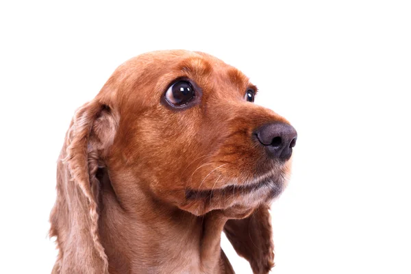 İngiliz cocker spaniel köpek — Stok fotoğraf